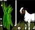 Goat Maze