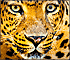 Jigsaw Puzzle: Leopard