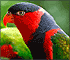 Jigsaw: Exotic Bird