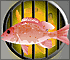 Quick Fish Cooking