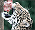 Jigsaw: Hungry Leopard