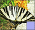 Slide Puzzle: Striped Butterfly