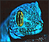 Slide Puzzle: Blue Chameleon