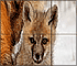 Slide Puzzle: Fox Family