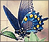 Slide Puzzle: Blue Butterfly