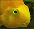 Yellow Fish