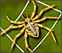 Spider Web