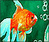 Puzzle: Little Aquarium Fishes