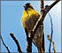 Jigsaw: Yellow Bird
