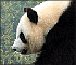 Jigsaw: Panda
