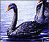 Slide Puzzle: Black Swans and River